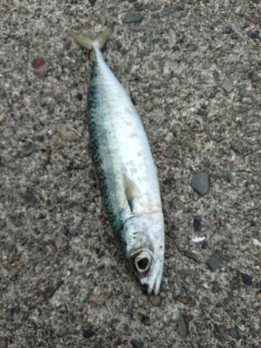 サバの釣果