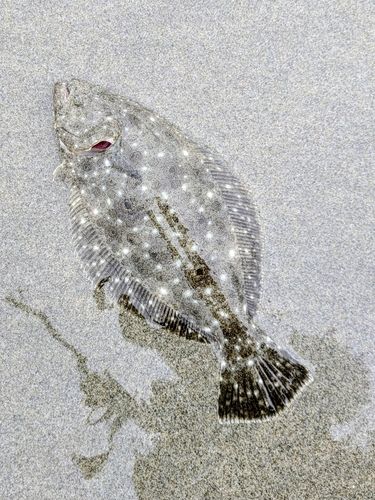 ソゲの釣果