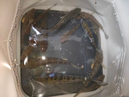 マハゼの釣果