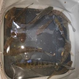 マハゼ
