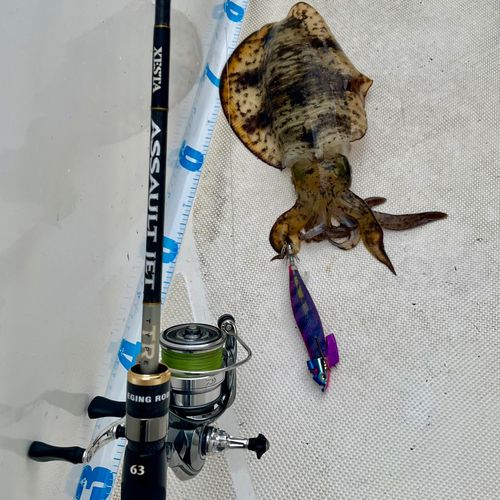 アオリイカの釣果