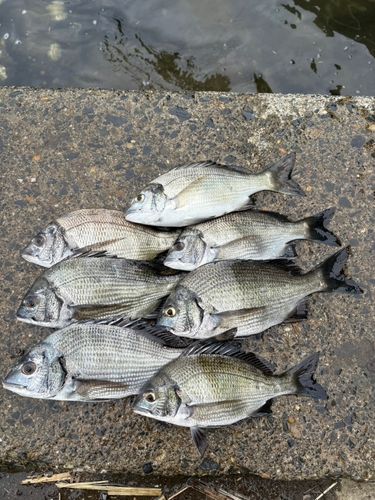 クロダイの釣果