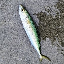 サバ