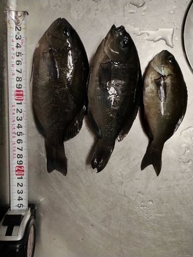 メジナの釣果