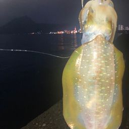 アオリイカ