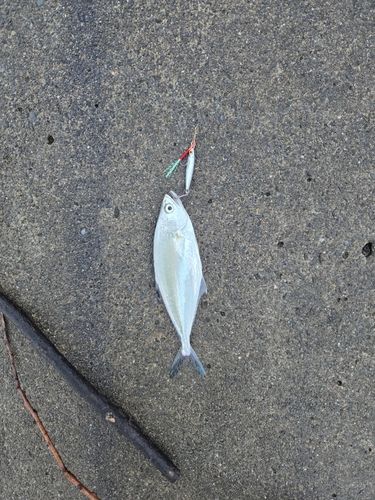 イケカツオの釣果