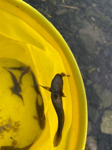 チチブの釣果
