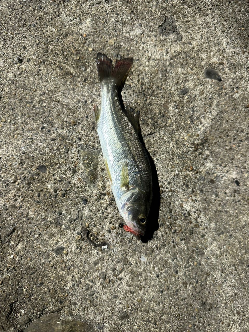 セイゴ（マルスズキ）