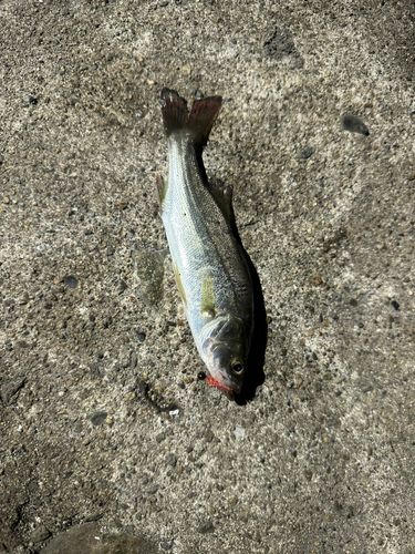 セイゴ（マルスズキ）の釣果