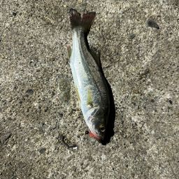 セイゴ（マルスズキ）