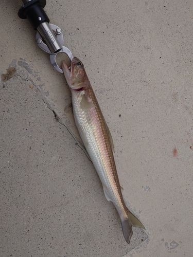 エソの釣果