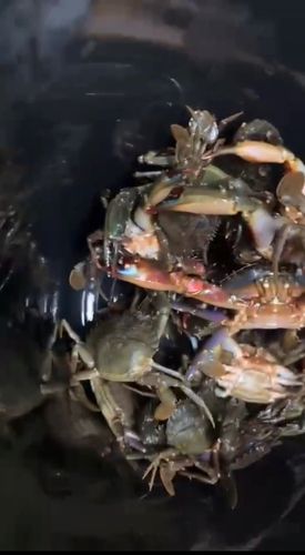 カニの釣果