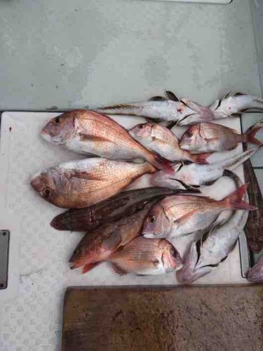 マダイの釣果