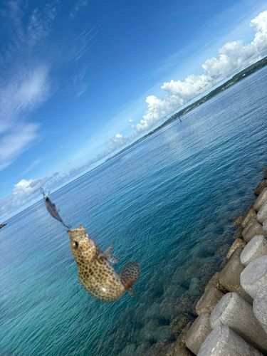 イシミーバイの釣果
