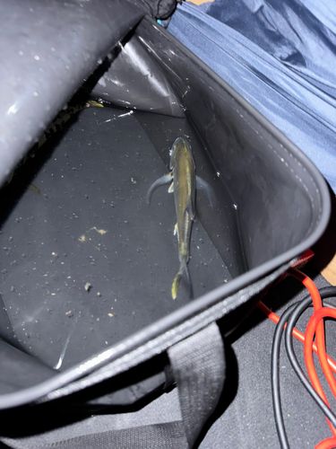 オニヒラアジの釣果