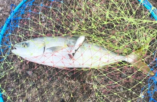 ツバスの釣果