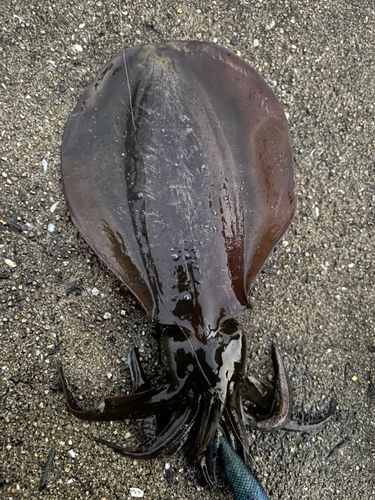 八代海