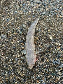 エソの釣果
