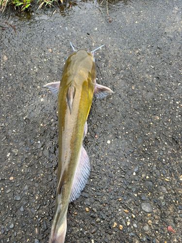アメリカナマズの釣果