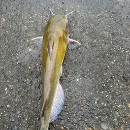 アメリカナマズ