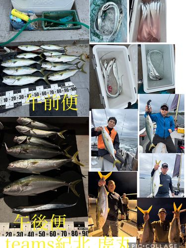 ブリの釣果