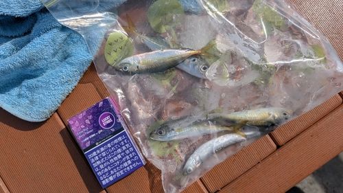 マアジの釣果