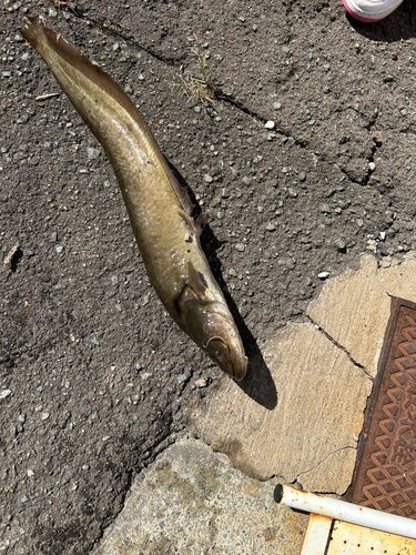 ナマズの釣果