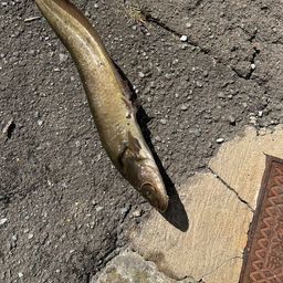 ナマズ