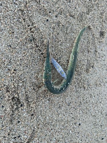 ダツの釣果