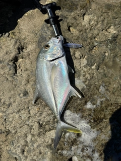 ロウニンアジの釣果