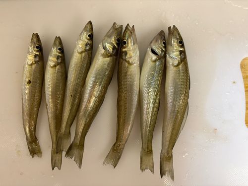 キスの釣果
