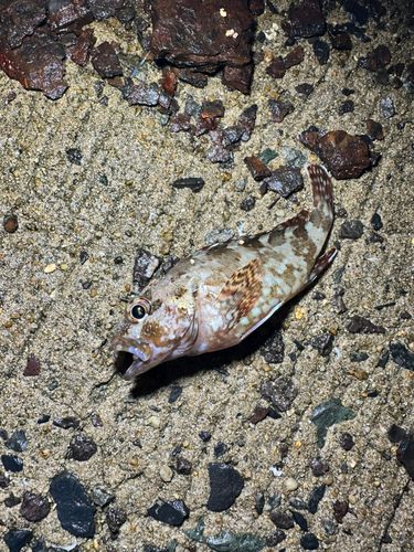 アラカブの釣果