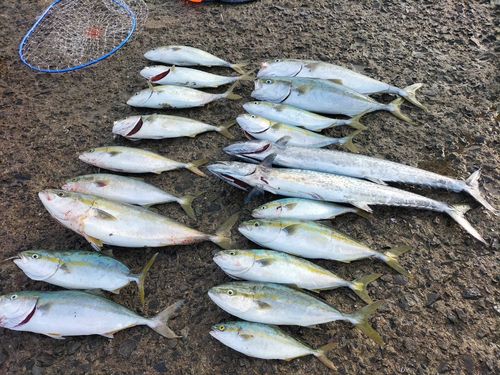 釣果