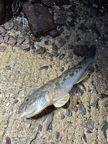 ハゼの釣果