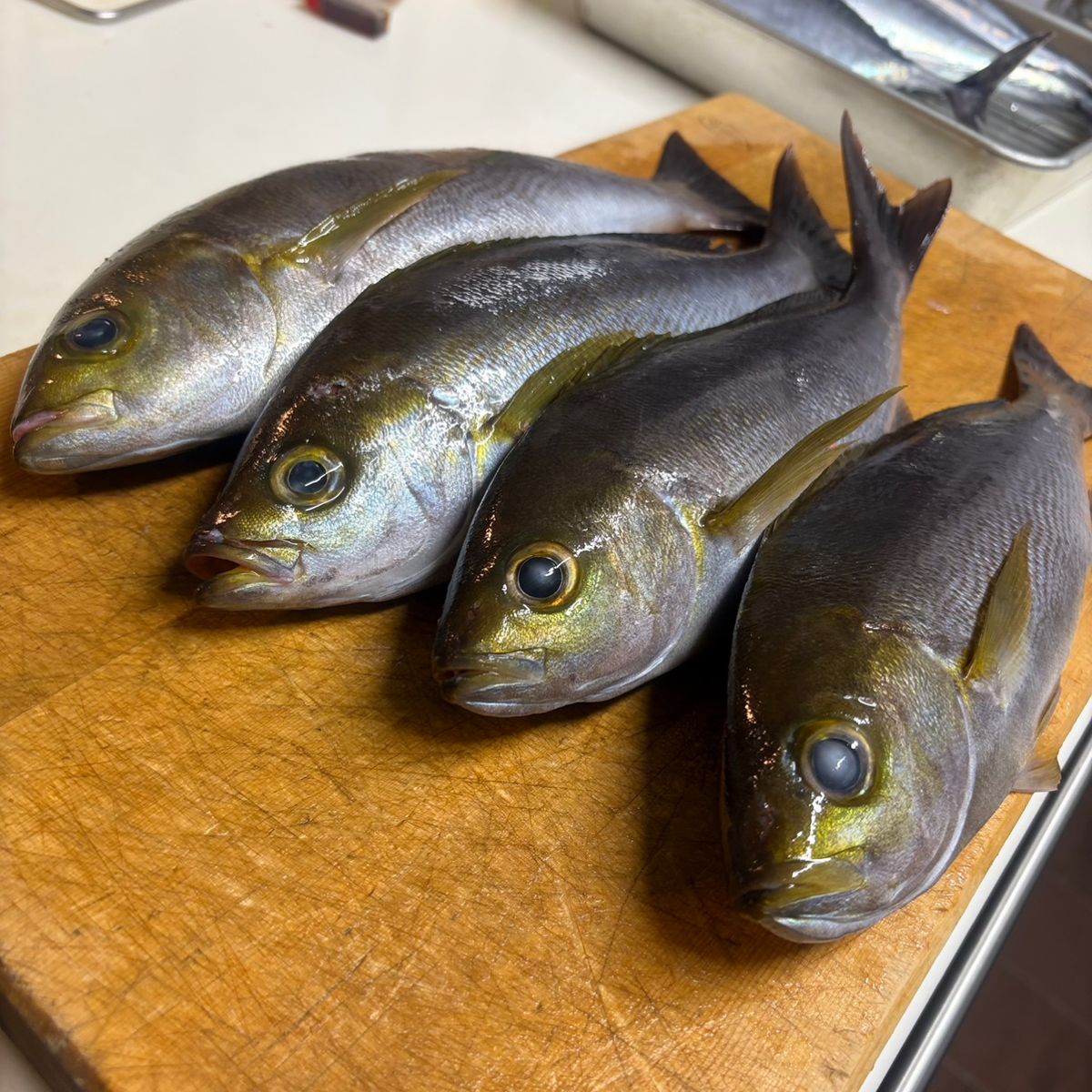 Tarzan1018さんの釣果 1枚目の画像