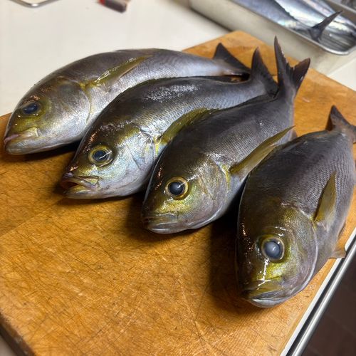 イサキの釣果