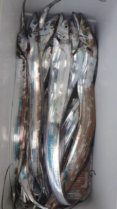 タチウオの釣果