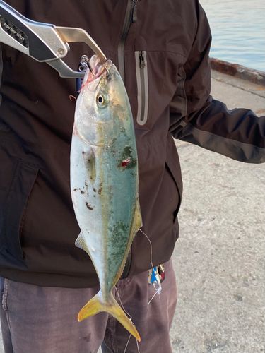 フクラギの釣果