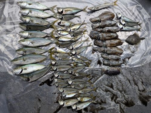 アコウの釣果