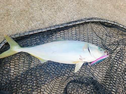イナダの釣果