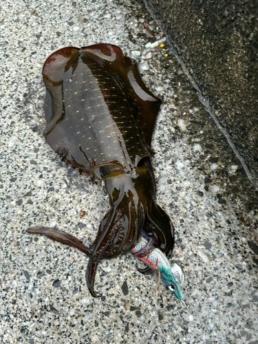 アオリイカの釣果
