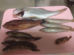 イシモチの釣果