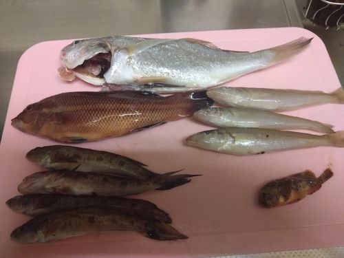イシモチの釣果