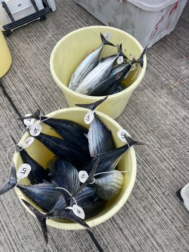 カツオの釣果