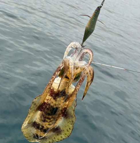七尾北湾