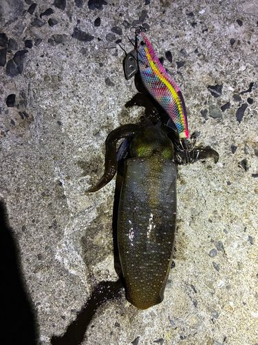 アオリイカの釣果