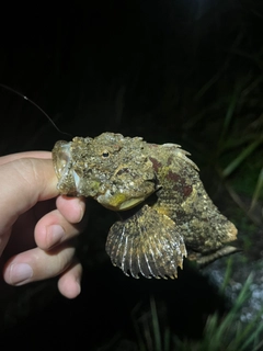 イヌカサゴの釣果