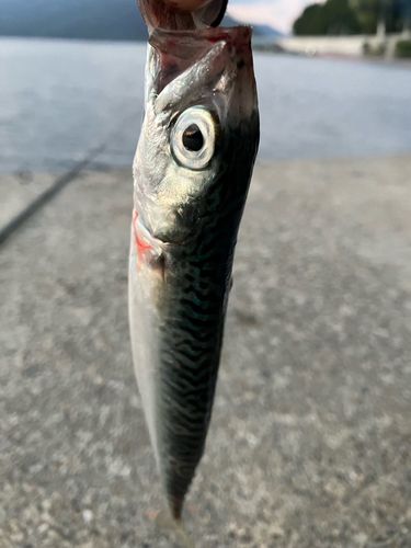 サバの釣果