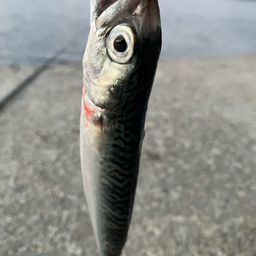 サバ