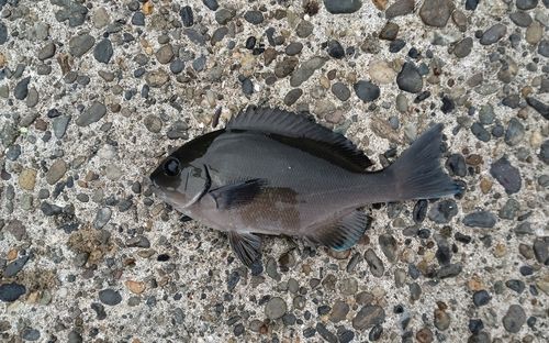 メジナの釣果